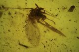 Spectacular Fossil Mothfly & Spider In Baltic Amber #84665-3